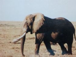 פיל אפריקאי קניה