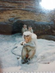 קוף מקוק הודו מפלי גוק